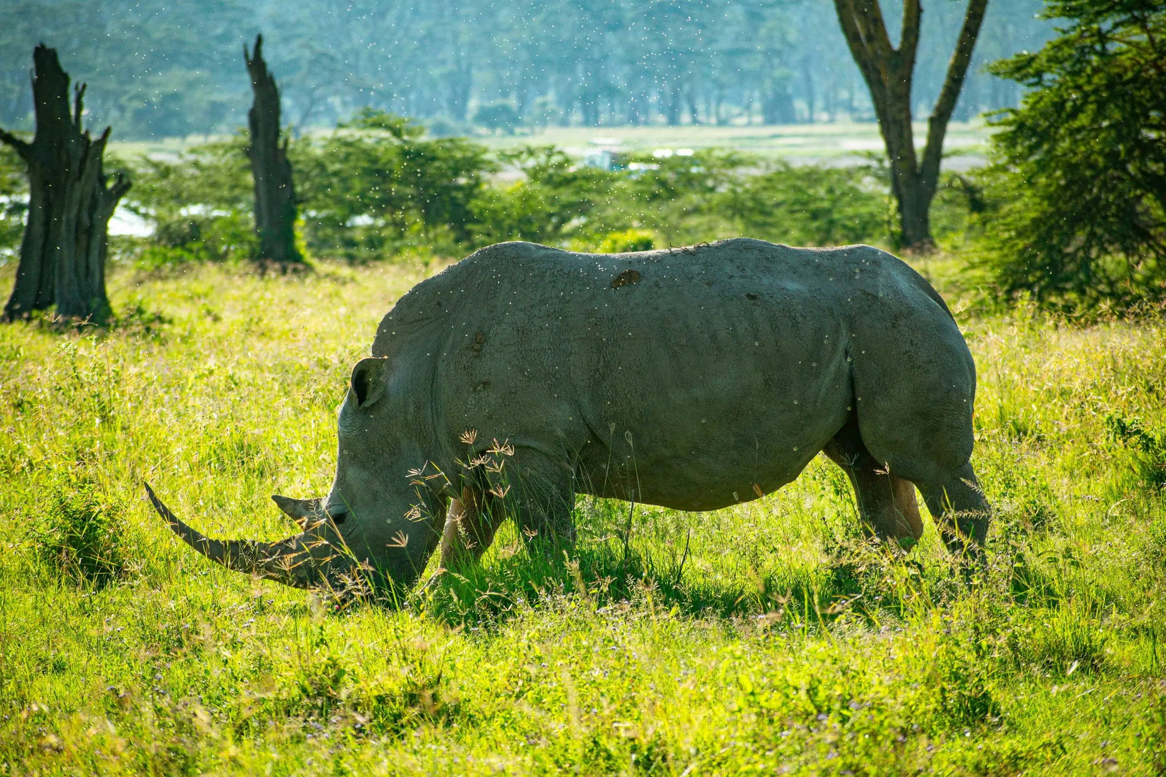 Lake Nakuru morning safari drive then proceed to Amboseli on Day 4