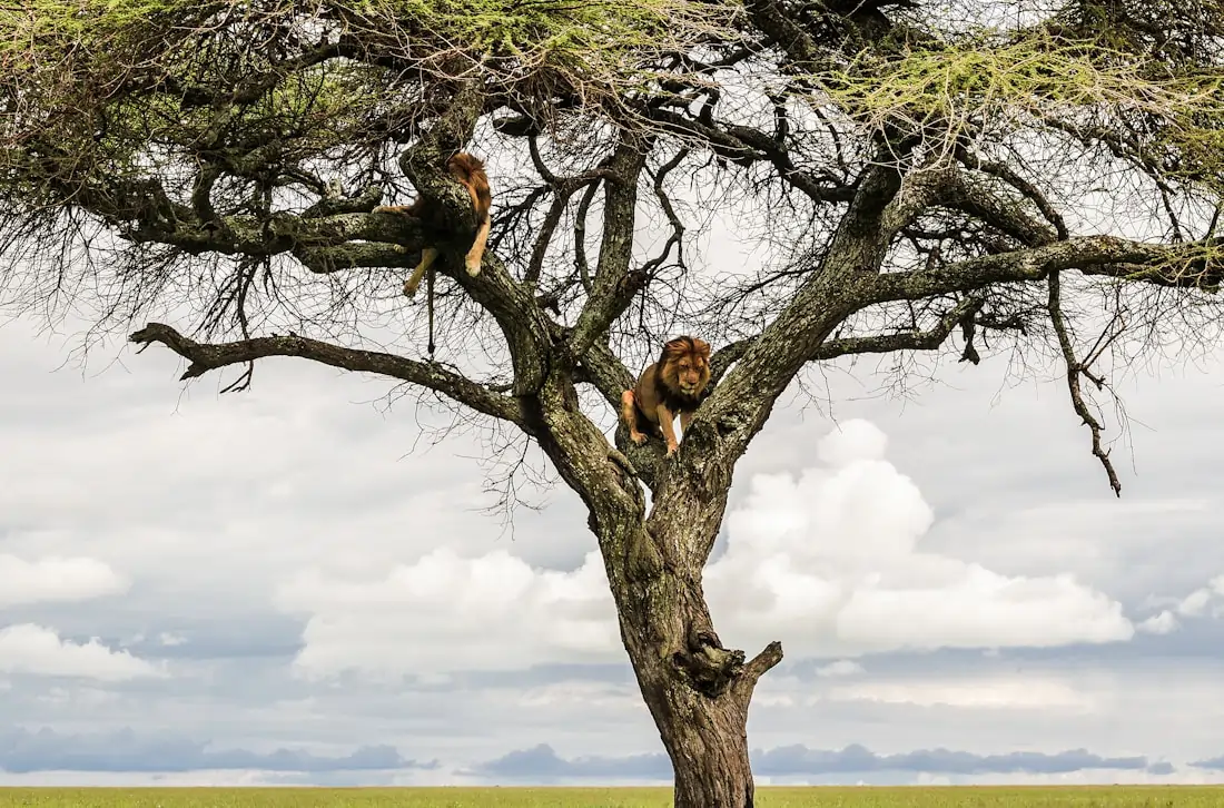 Explore Amboseli National Park Kilimanjaro view on Day 5